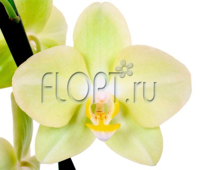 Фаленопсис Амадэус 2ств. 12х40. 648,2 руб.jpg