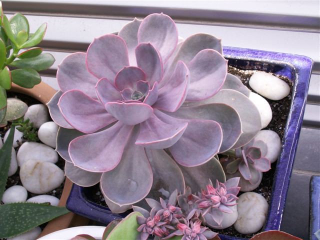      ( Echeveria 'Perle von Nurnberg' )