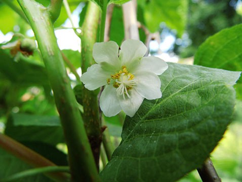 Actinidia kolomikta Sentyabraskaya    2 ltr € 5,91 443,08..jpg