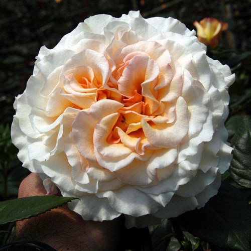 Rosa tea hybrid Comtessa.jpg