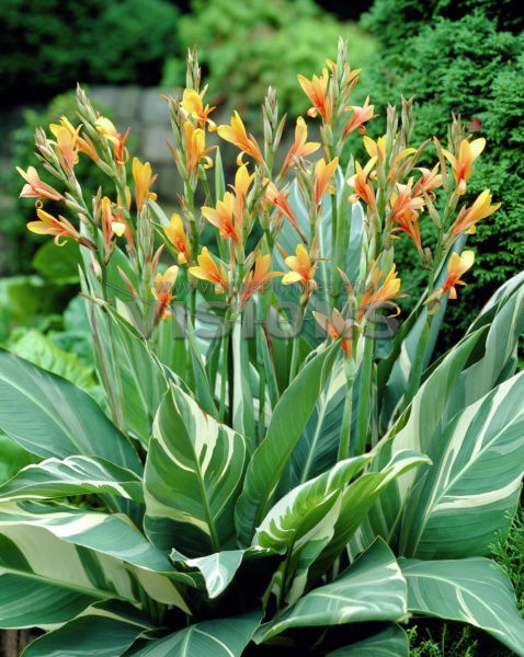 Canna StuttgartКанна Штутгарт € 0,84 61,32 ₽.jpg