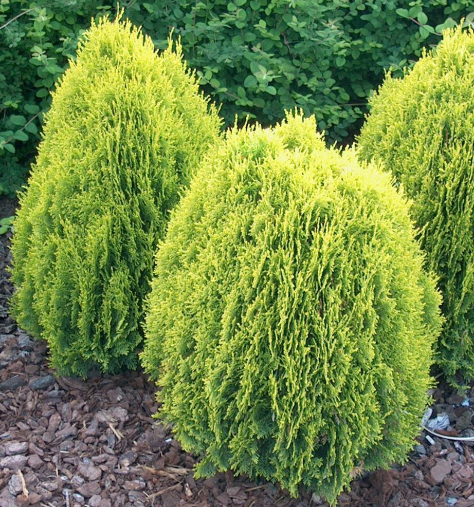 92.  Thuja orientalis Aurea Nana.jpg