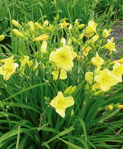Hemerocallis Happy Returns Лилейник Хеппи Ретёрнс € 0,75 54,75руб..jpg