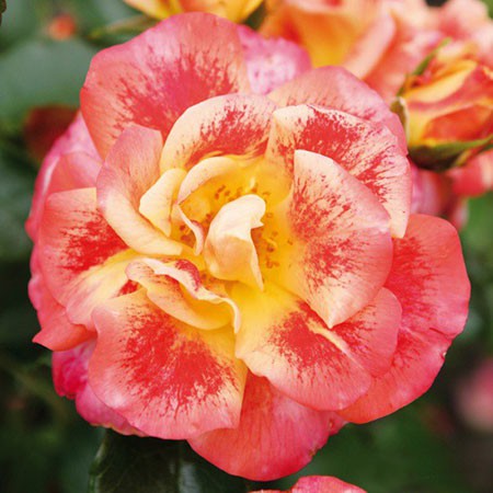 Rosa floribunda Airbush.jpg