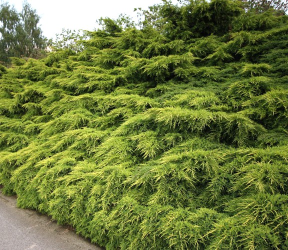 92.  Juniperus x pfitzeriana Mordigan Gold_P10,5 rond.jpg