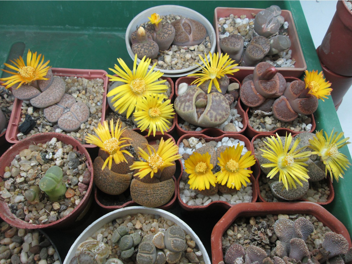 IMG 4657.JPG