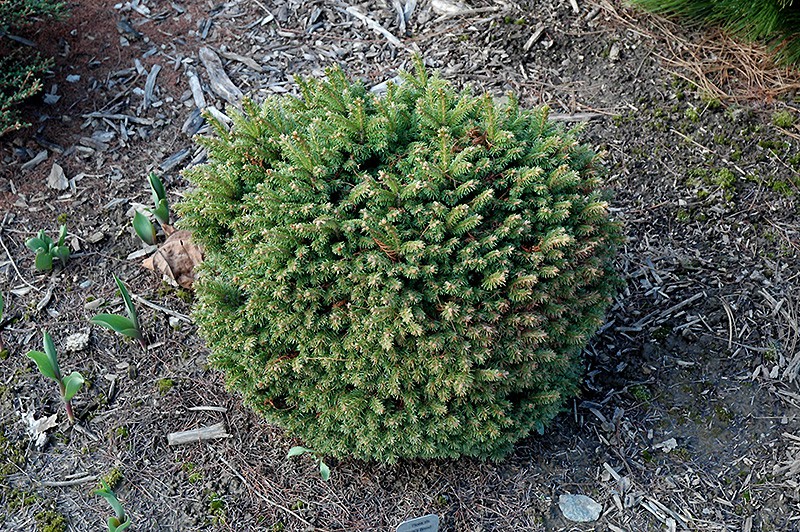 165,9.  Picea abies Witches Bread_P10,5 rond.jpg