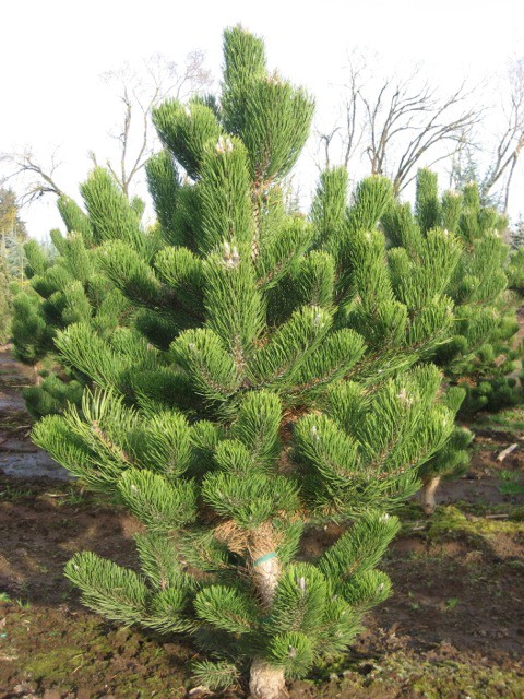 403,5.  Pinus nigra Oregon Green ( 1,5)