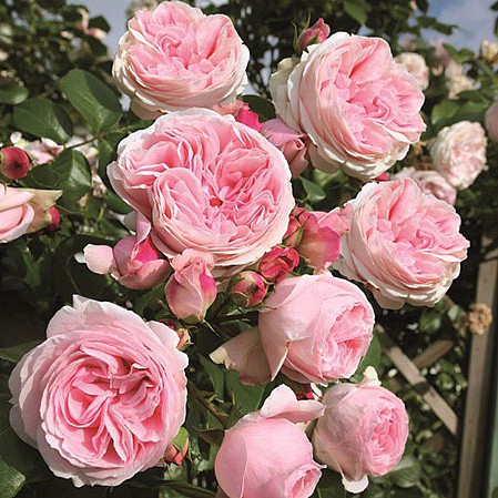 Rosa tea hybrid Pink Piano.jpg