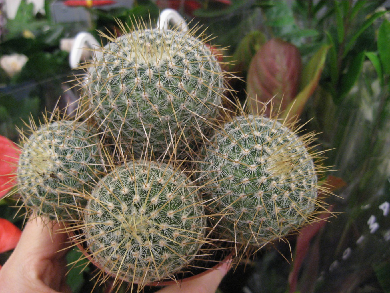 mammillaria celsiana