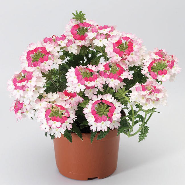 Verbena Lanai Twister Pink.jpg