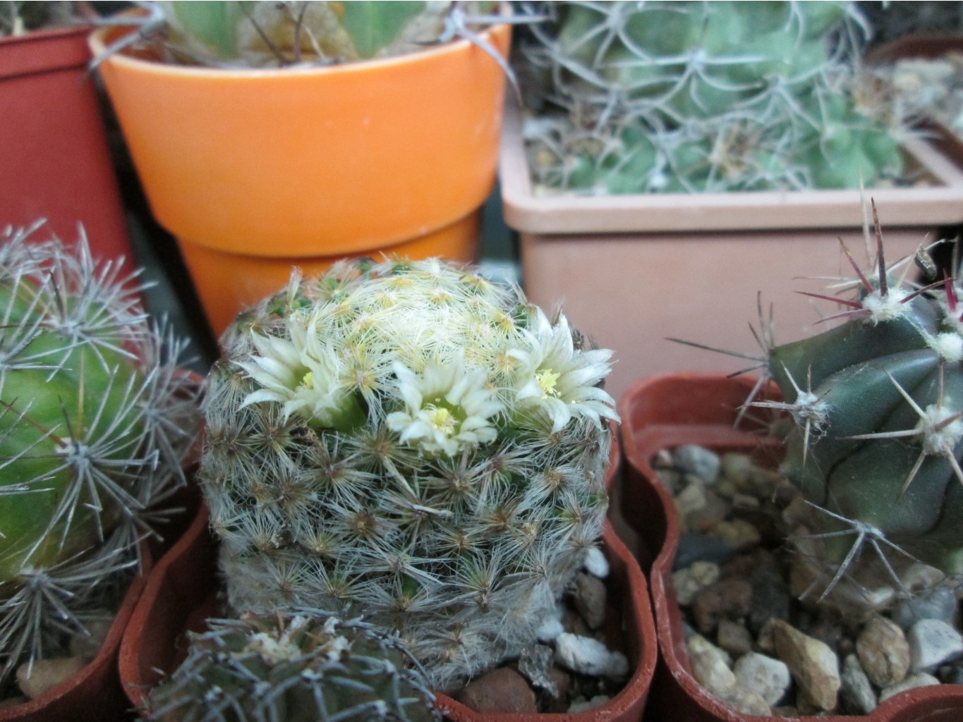 IMG 4688.JPG