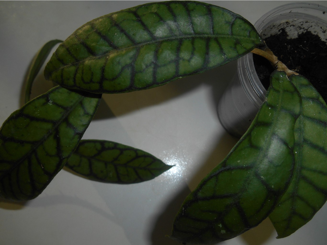 Hoya sp.Kalimantan.