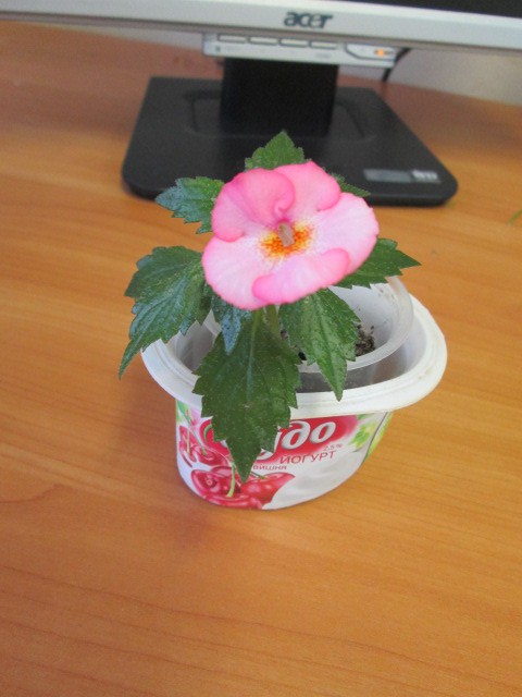 IMG 1244.jpg