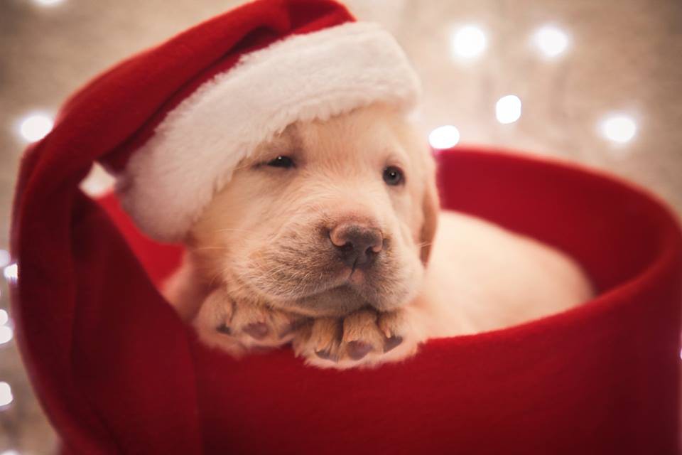 14947893 1342324185791363 70309417169204525 n.jpg