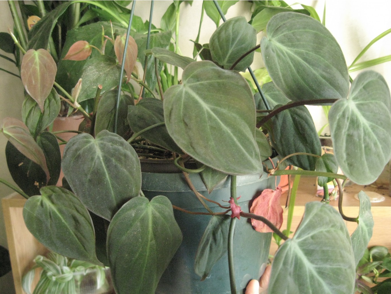 IMG 3411.JPG