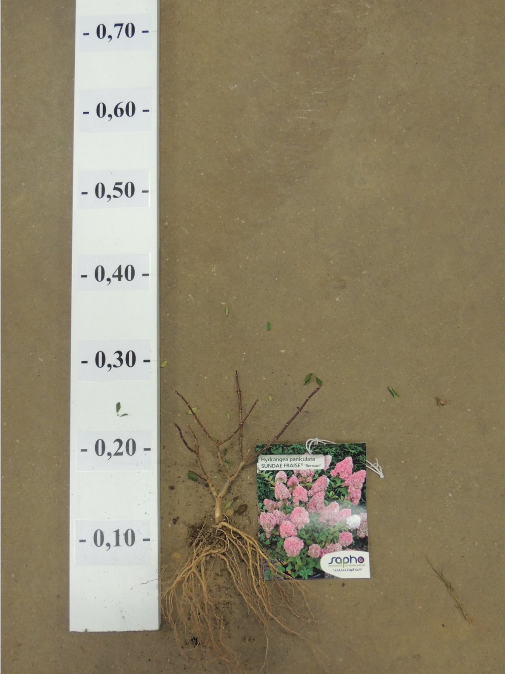 Hydrangea paniculata sundae fraise rep.JPG