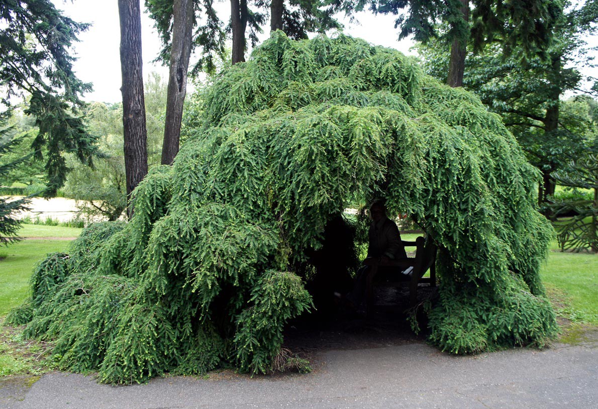  canadensis Pendula 30-40cm C3/5-23,18