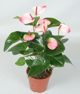    Anthurium amalia Elegance (1).jpg