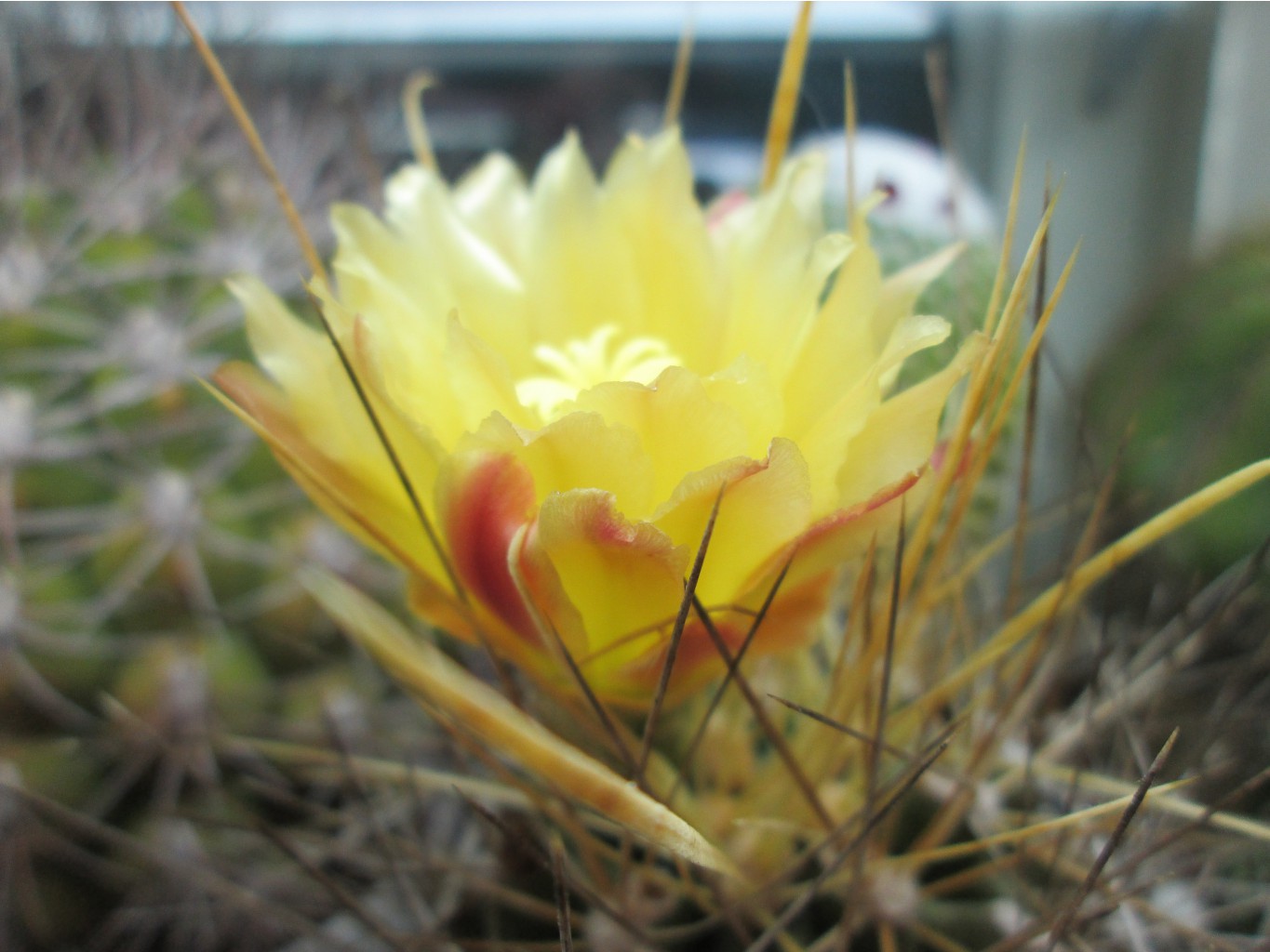 IMG 4661.JPG