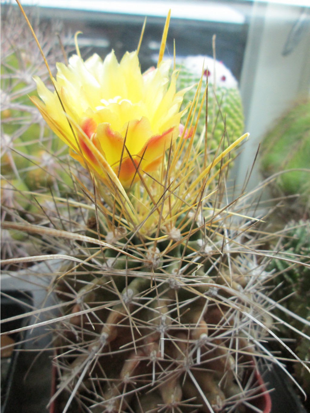 IMG 4660.JPG