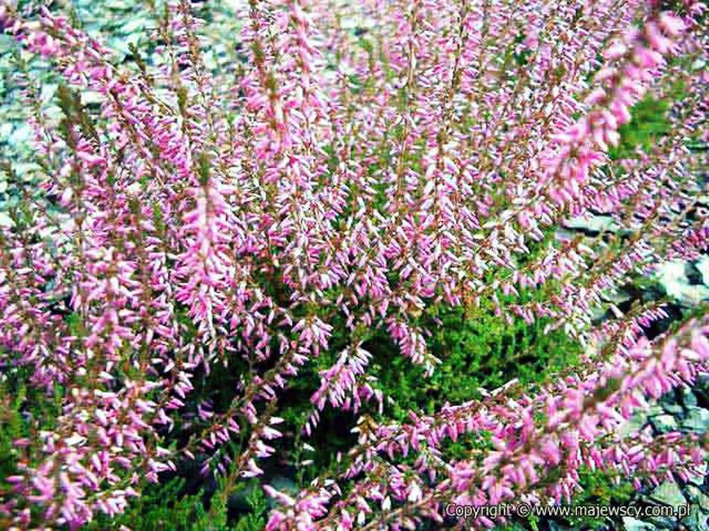 Calluna Marlies-1,75.jpg
