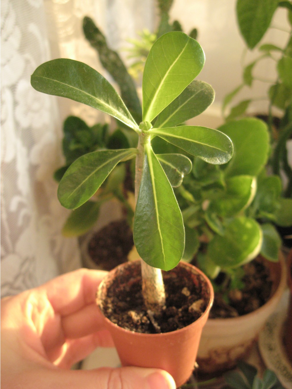 IMG 3340.JPG