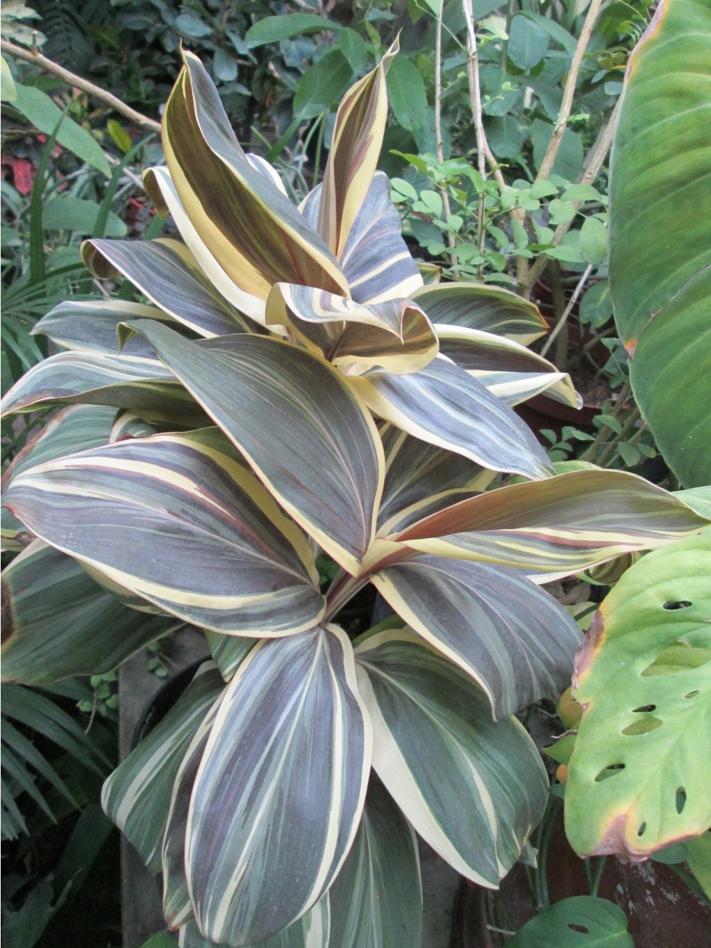 IMG 4702.JPG