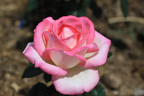 Princesse de Monaco   2,95 .jpg