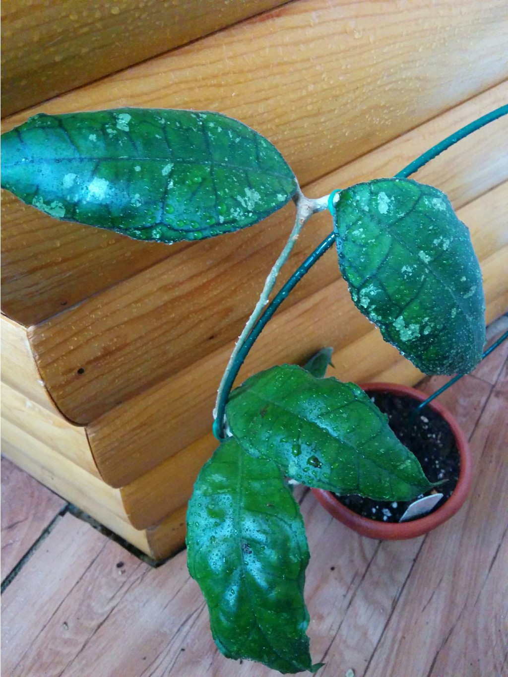 Hoya sp. Perak