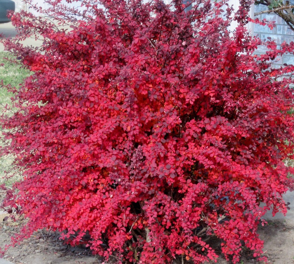   (Berberis Thunbergii) 3,20 .jpg