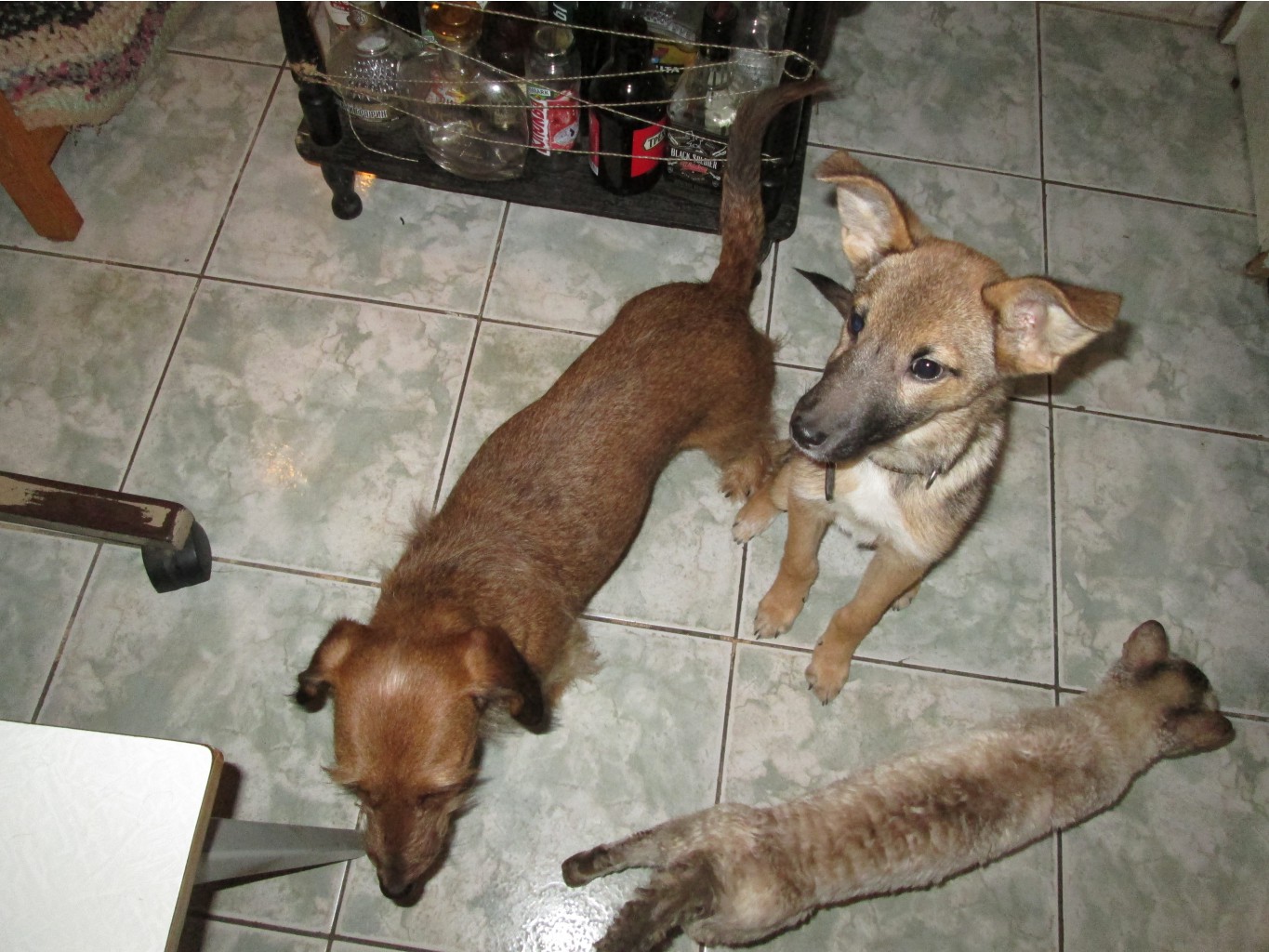 IMG 4677.JPG