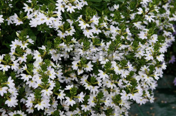 Scaevola Euphoria White.jpg