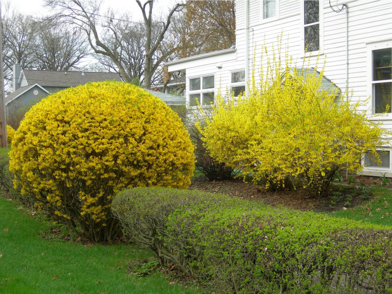  (Forsythia X intermedia) 3,20 .jpg