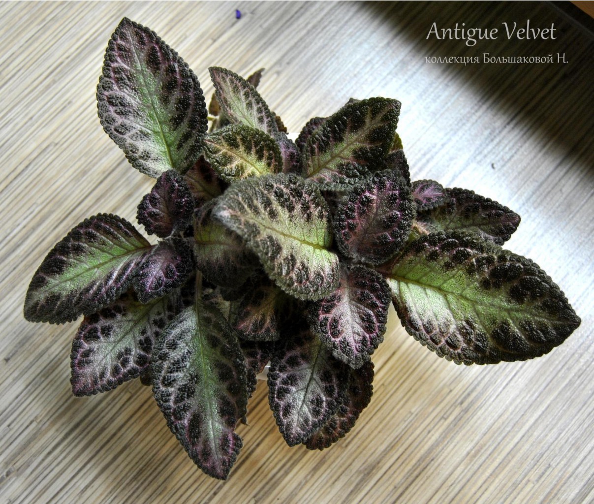 Antigue Velvet