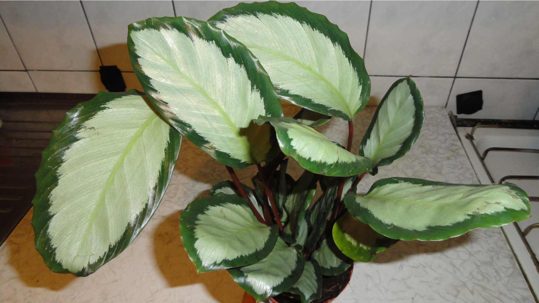   (Calathea picturata 'Argentea) -   500  .