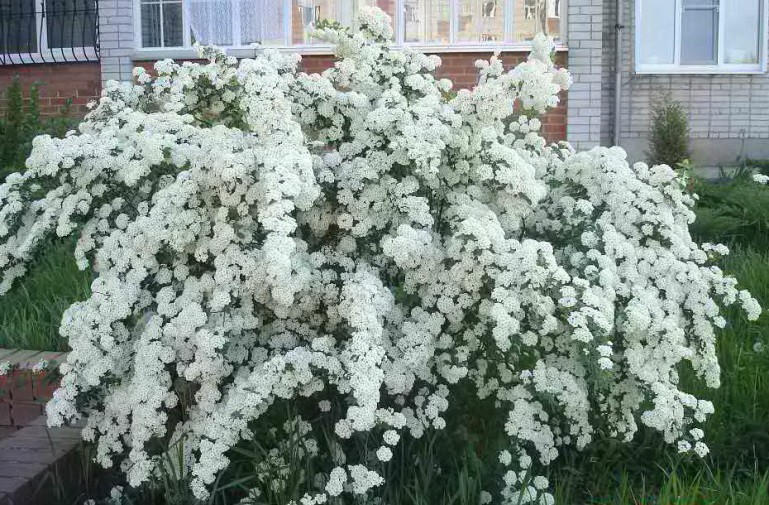   (Spirea vanhouttei) 3,20 .jpg