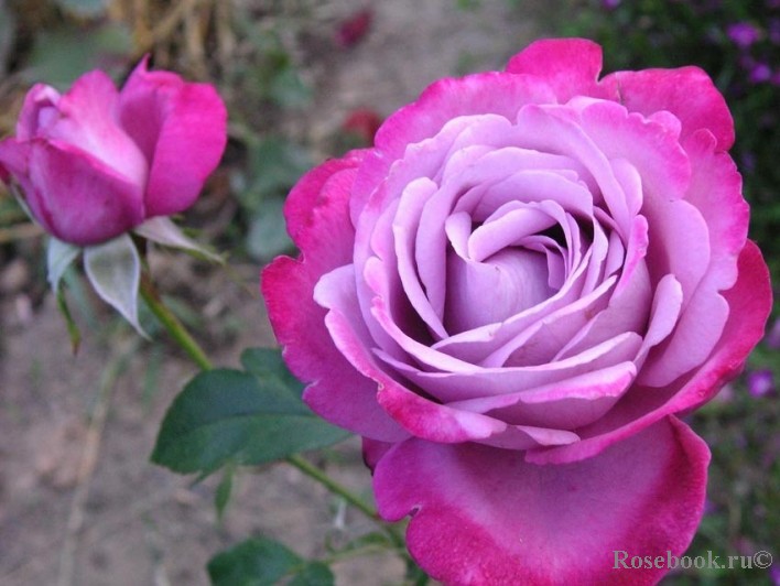 Blue River   2,95 .jpg