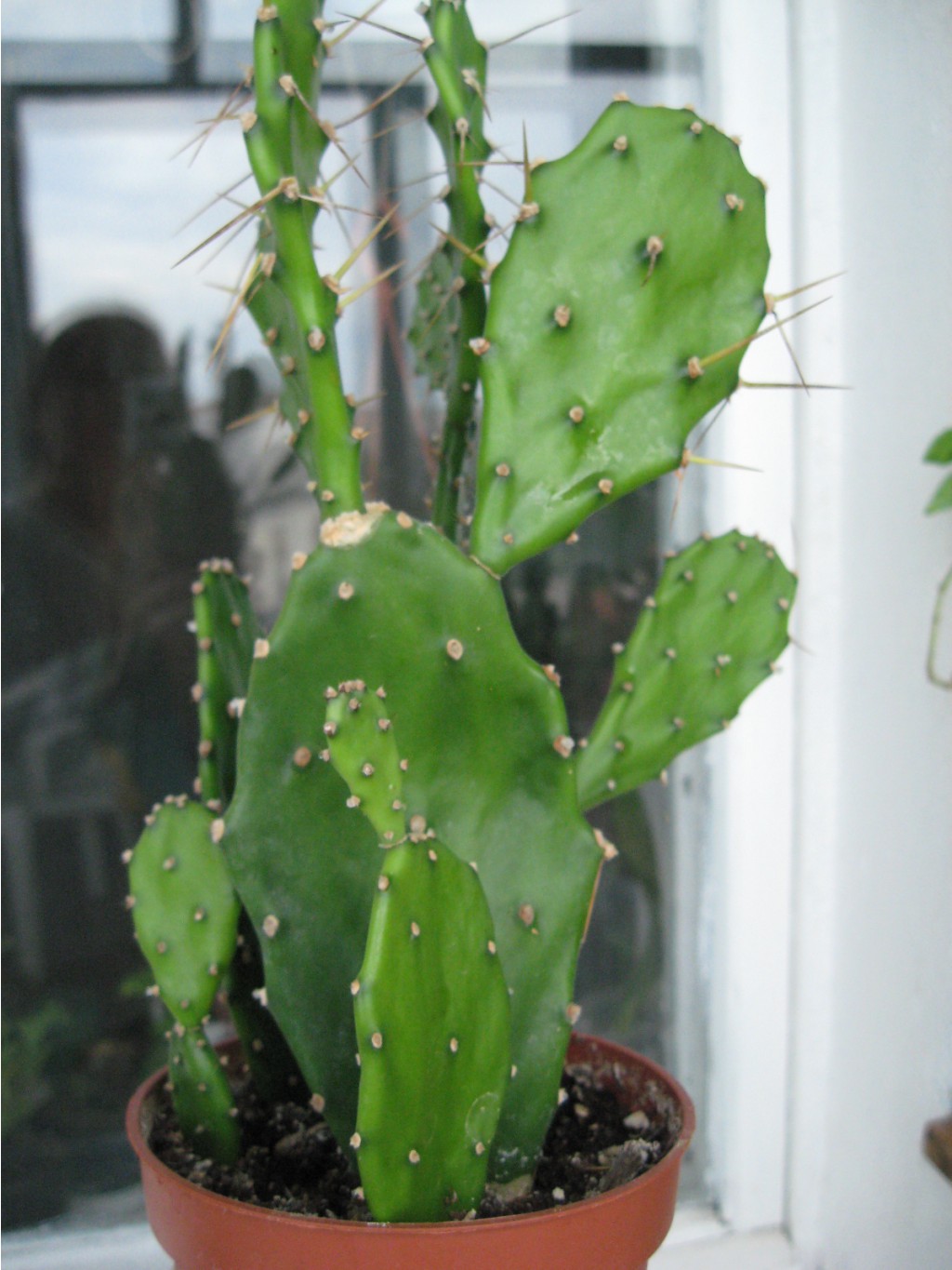 IMG 0531.JPG