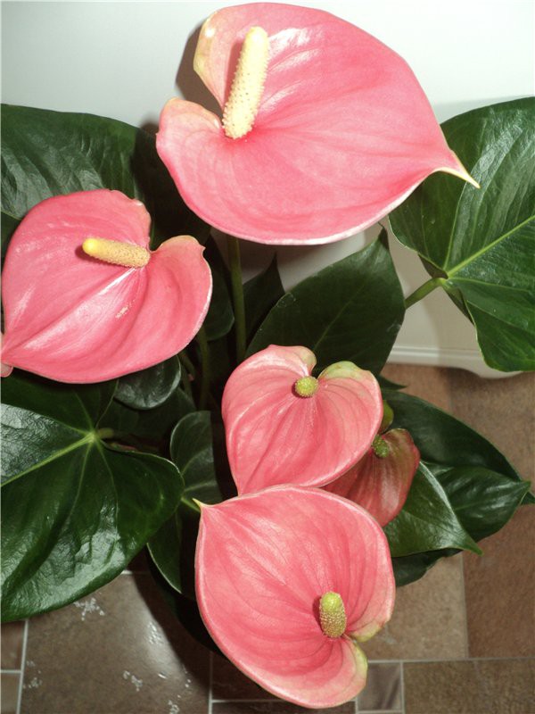       (Anthurium andreanum Amis)- 600 .