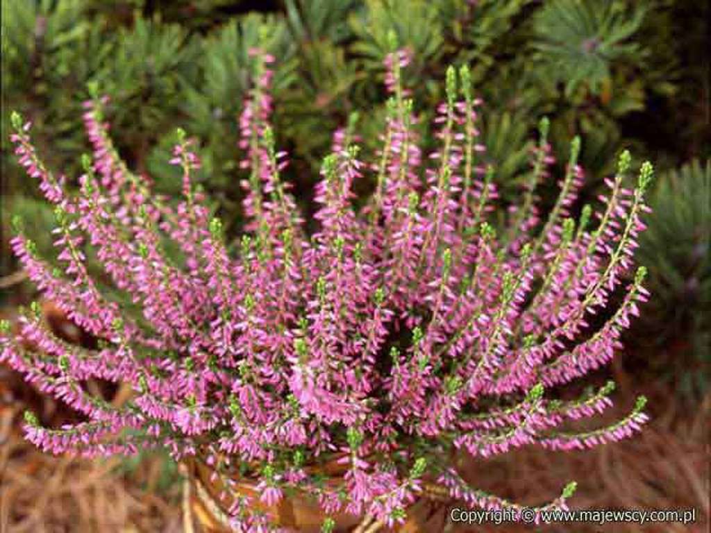 Calluna Anette-1,75