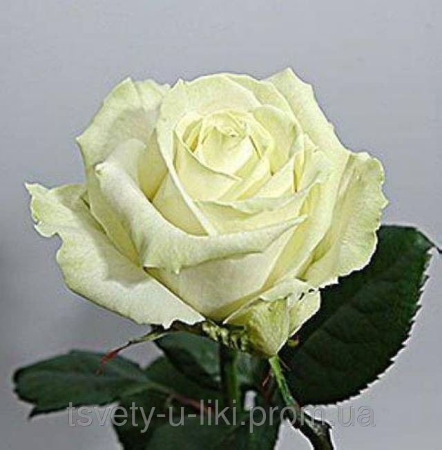 Avalanche  2,95 .jpeg