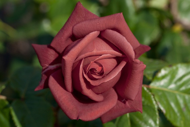 Terracote  2,95 .jpg