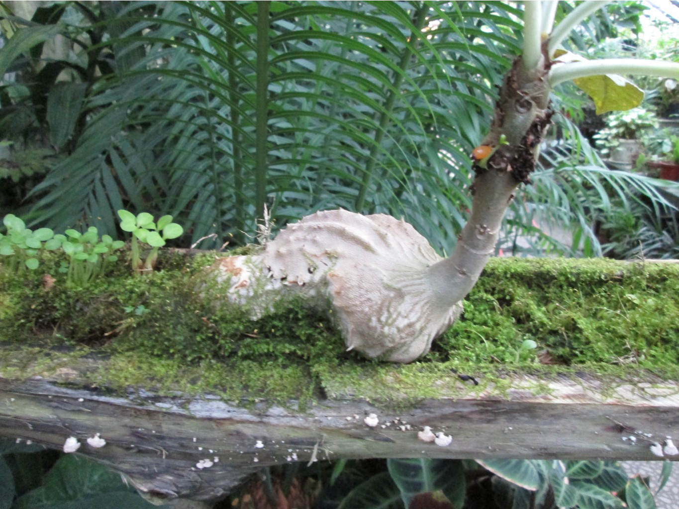 IMG 4700.JPG