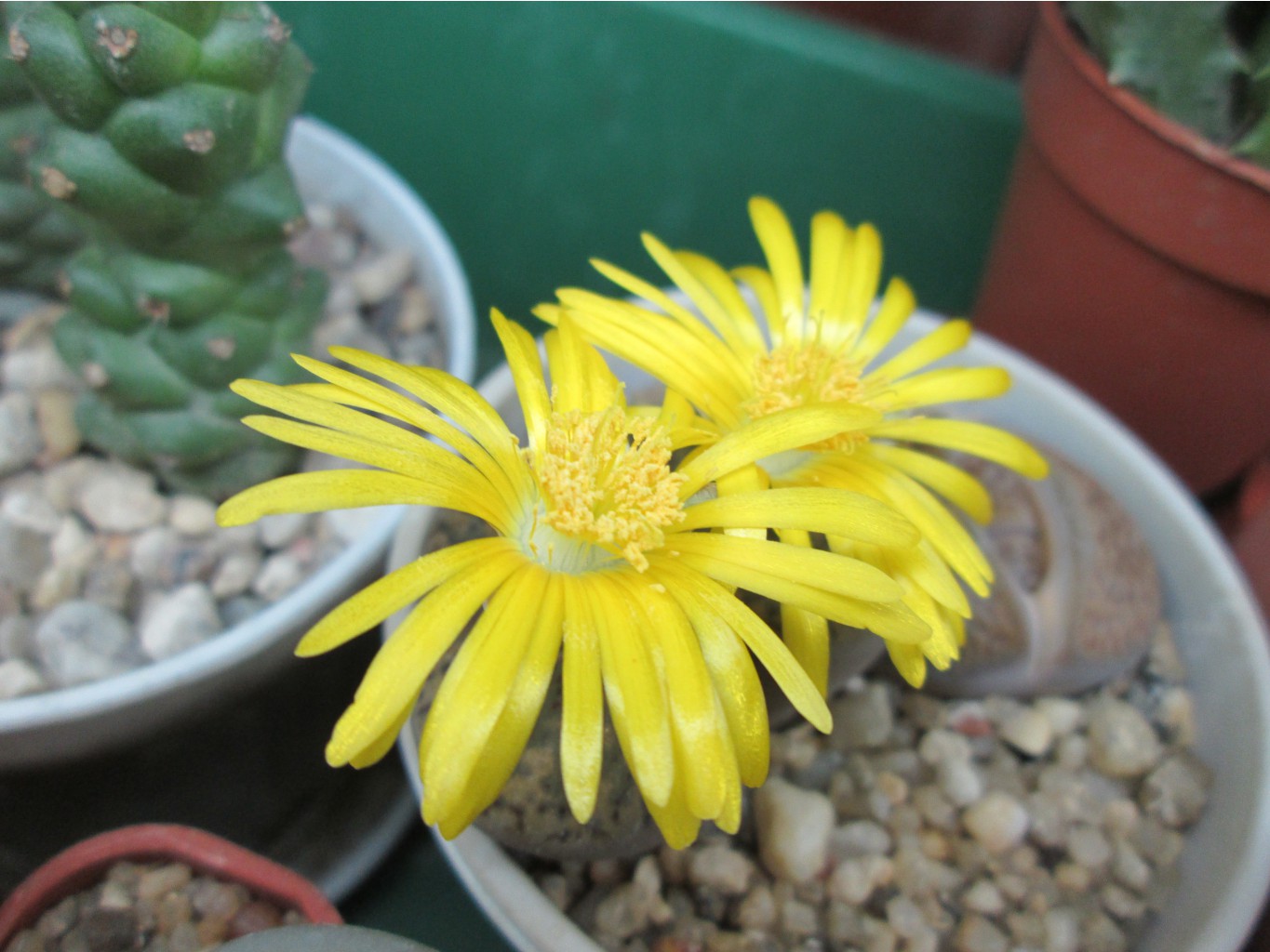 IMG 4659.JPG