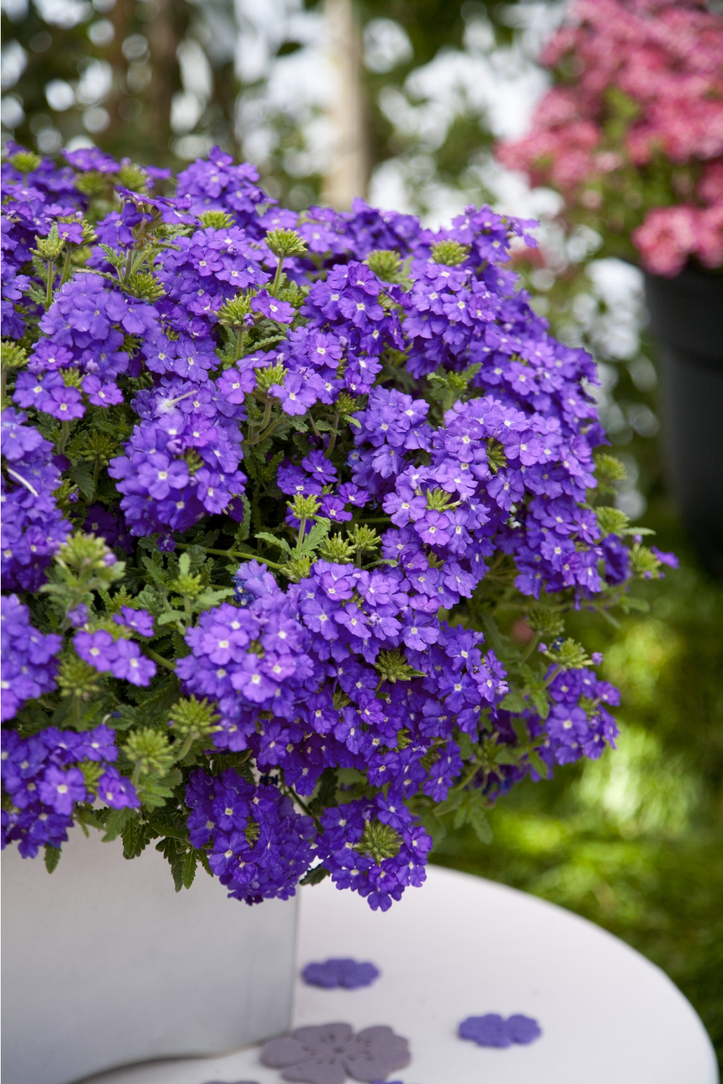 Verbena Estrella UP Blueberry