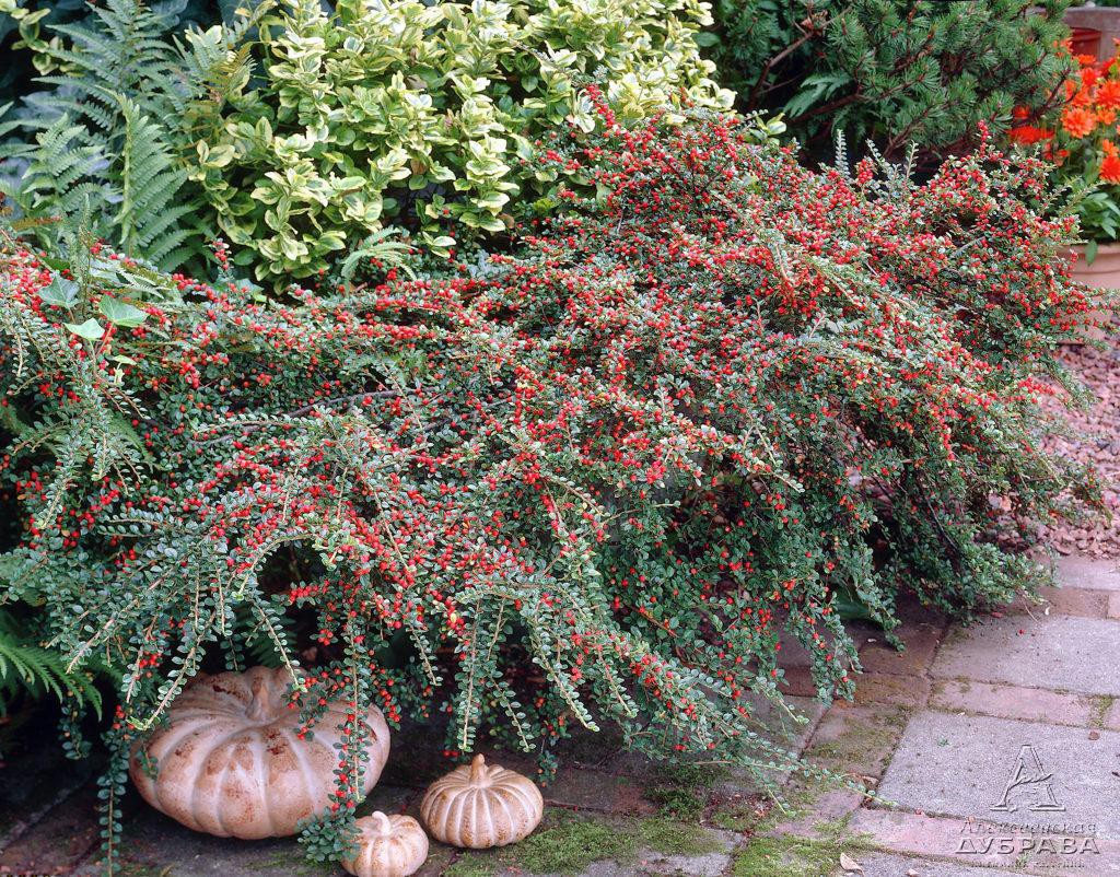   (Cotoneaster dammeri) 3,20 .jpg