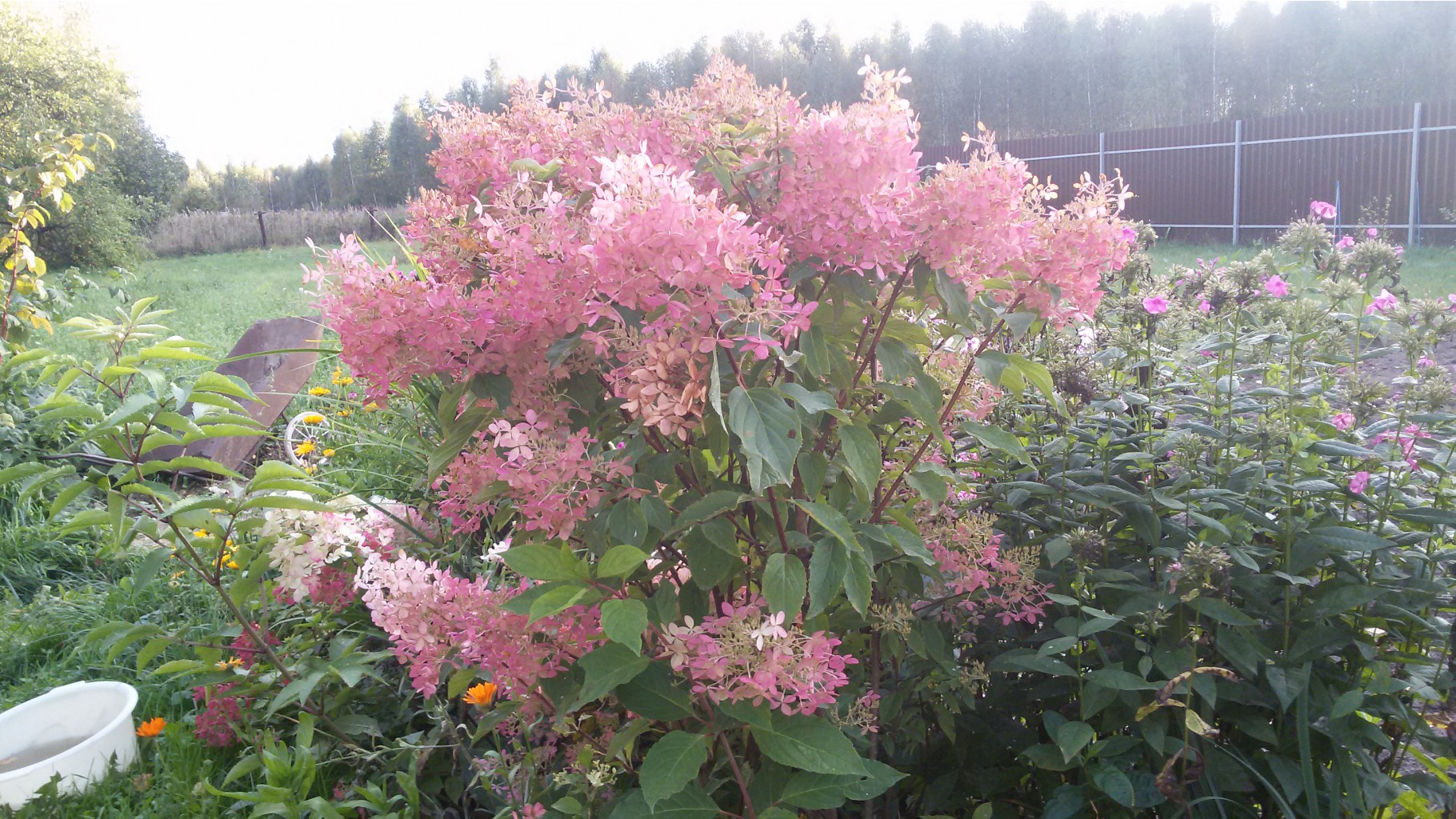     Hydrangea 2016.09.14 172844.jpg