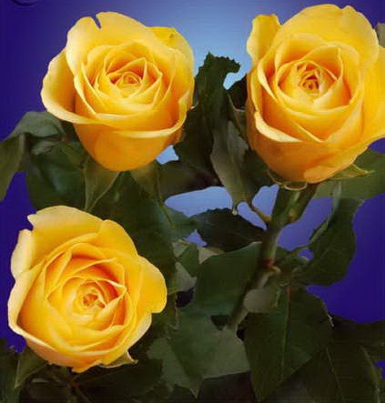 Gaby Morlay   2,95 .jpg