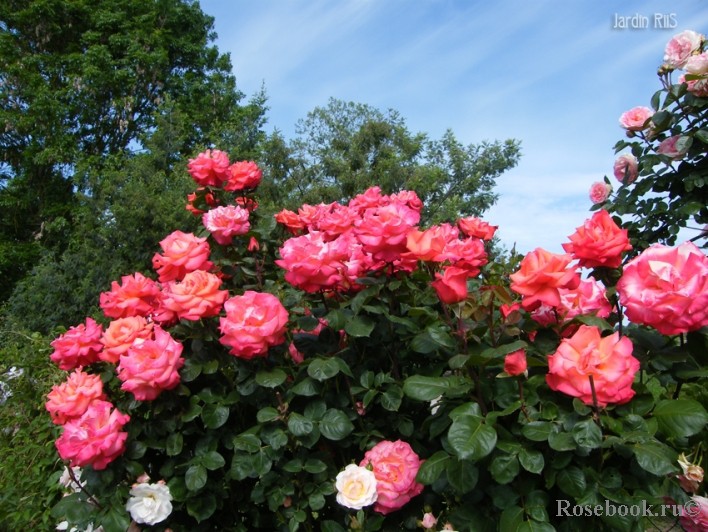 Christopher Columbus   2,95 .jpg